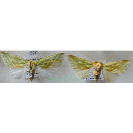 Pseudoips prasinana (Linnaeus, 1758) pair Zielonka ukośnica Czech52f